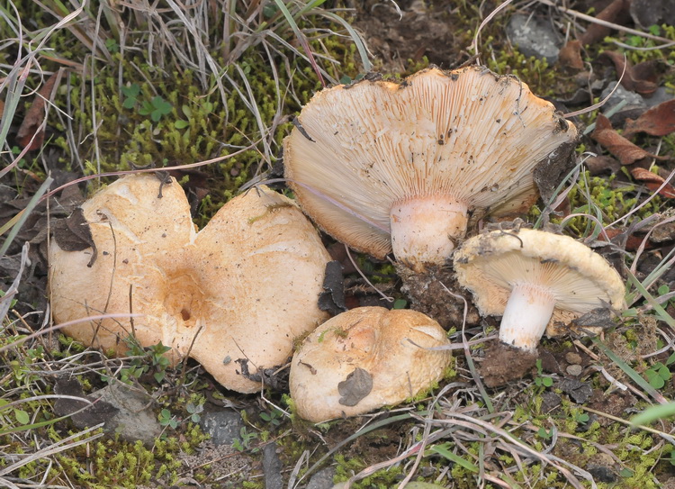 Lactarius tesquorum ?
